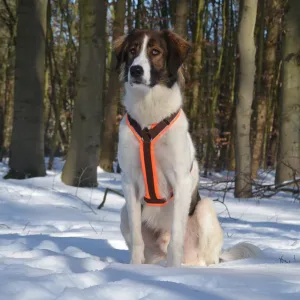 brustgeschirr protect5