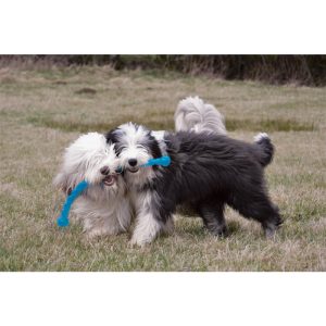 kong spielzeug dog safestix kunststoff schwimmt farblich sortiert fuer hunde~6