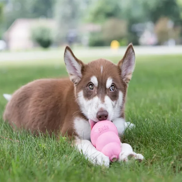 Hundespielzeug KONG Puppy.1