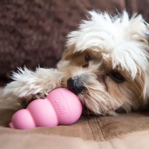 Hundespielzeug KONG Puppy.2