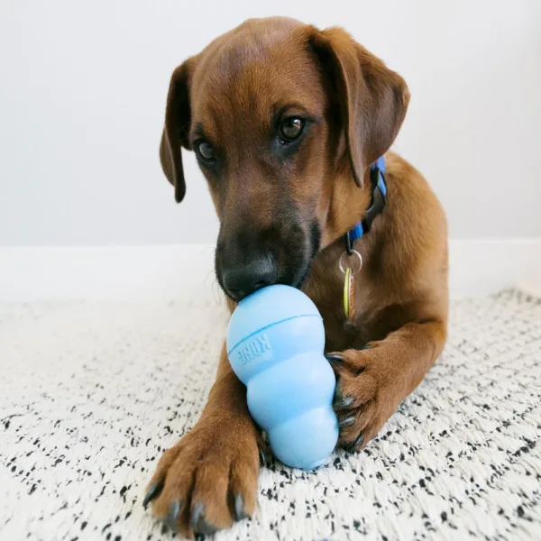 Hundespielzeug KONG Puppy.3