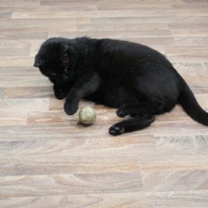 Katzenminze Kugel.3