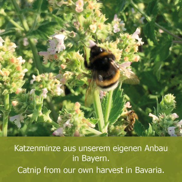 Katzenminze Murmeln.5 1